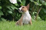 BULL TERRIER MINIATURE 139